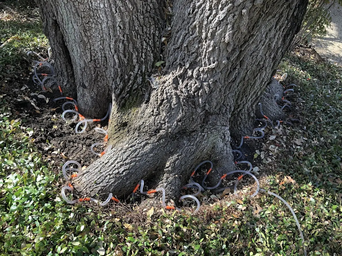 Detailed Tree Cabling and Bracing job site in Irwin
